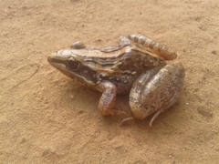 Ptychadena mossambica