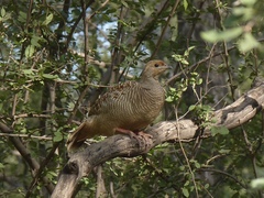 Ortygornis pondicerianus