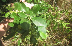 Maytenus procumbens