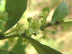 Maytenus procumbens