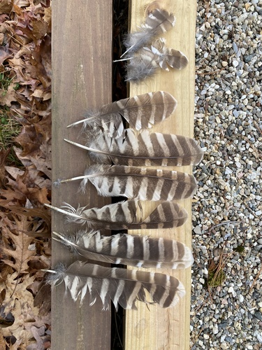 Barred Owl, photo 9 of 9