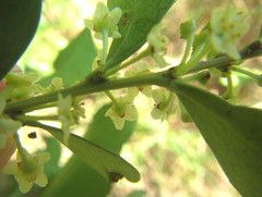 Maytenus procumbens
