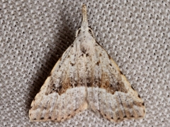 Trigonistis asthenopa