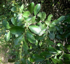 Maytenus procumbens
