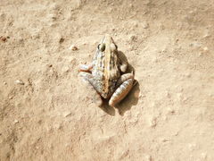 Ptychadena mossambica