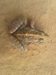 Ptychadena mossambica