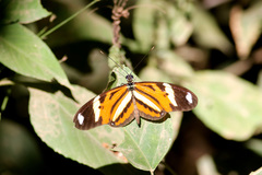 Heliconius ethilla
