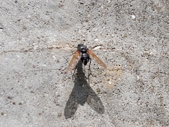 Satyramoeba hetrusca