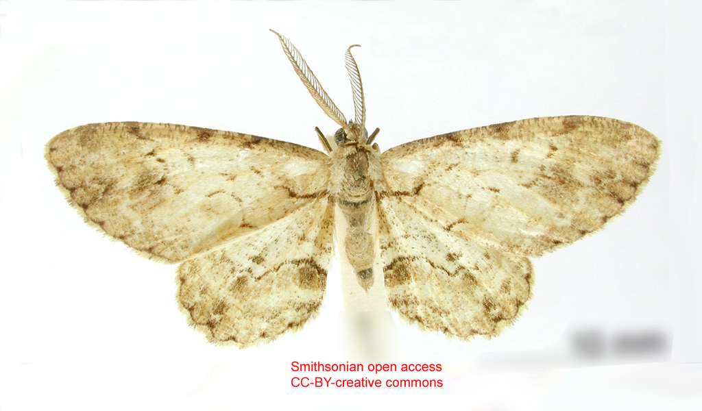 Hymenomima amberia