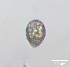 Colepidae