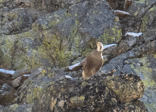 Caucasian Snowcock, Karachay-Cherkess, RU, photo 4 of 10