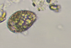 Colepidae