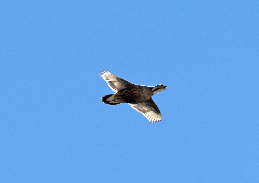 Caucasian Snowcock, Karachay-Cherkess, RU, photo 1 of 10