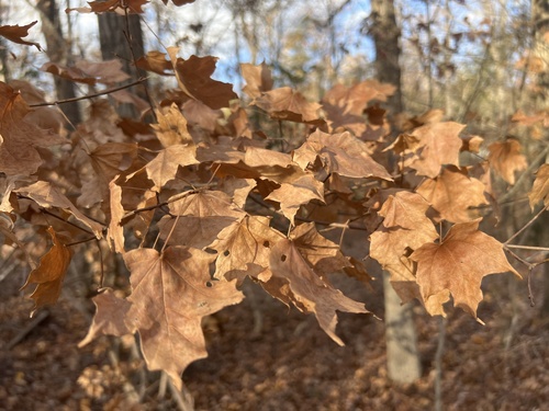 Image of Acer leucoderme by no rights reserved