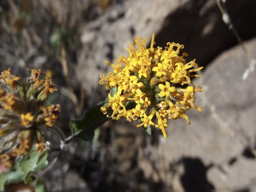 Image of Lagascea decipiens by (c) Sue Carnahan, some rights reserved (CC BY)
