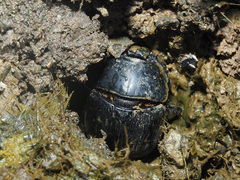 Geotrupes stercorarius