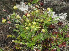 Chamaesciadium acaule
