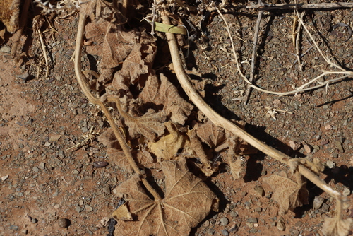 Image of Radyera urens by (c) Tony Rebelo, some rights reserved (CC BY-SA)