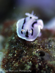 Chromodoris willani
