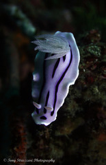 Chromodoris willani