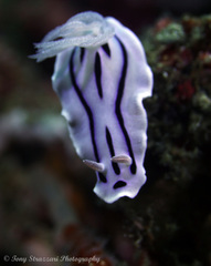 Chromodoris willani