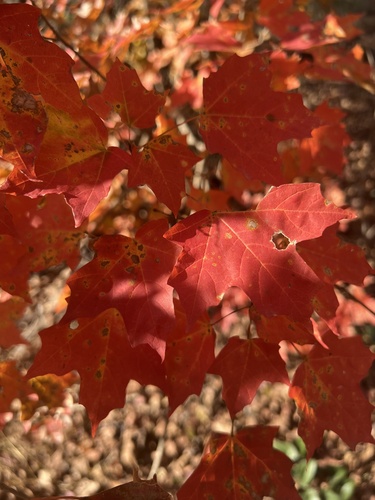 Image of Acer leucoderme by no rights reserved