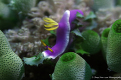 Hypselodoris apolegma