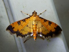 Ategumia ebulealis