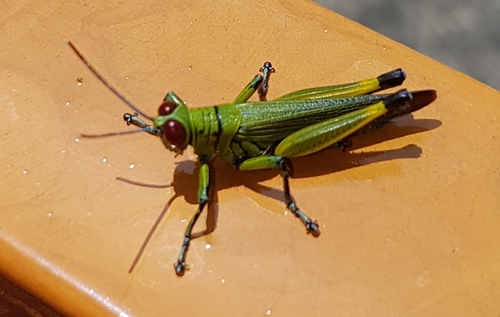 Eupropacris coerulea