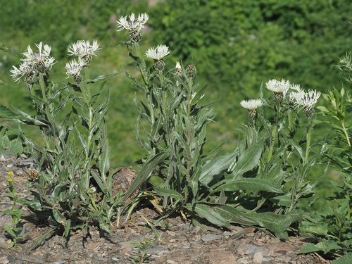 Centaurea cheiranthifolia