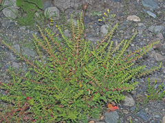 Blitum virgatum