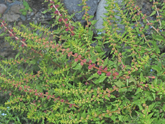 Blitum virgatum
