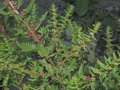 Blitum virgatum