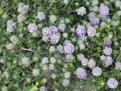 Ziziphora puschkinii