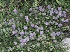 Ziziphora puschkinii