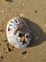 Haliotis rubra