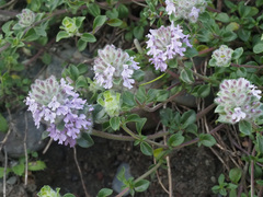 Ziziphora puschkinii