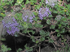 Ziziphora puschkinii