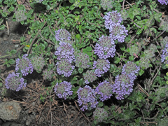 Ziziphora puschkinii