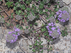 Ziziphora puschkinii