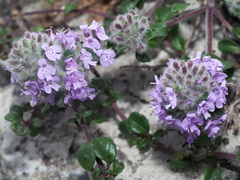 Ziziphora puschkinii