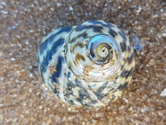 Lunella undulata