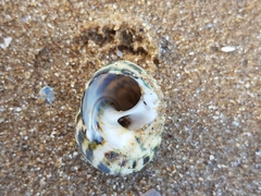 Lunella undulata