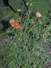 Papaver fugax