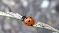 Coccinella septempunctata