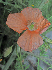 Papaver fugax