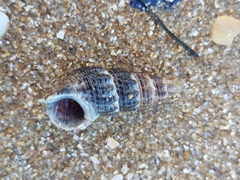 Batillaria australis