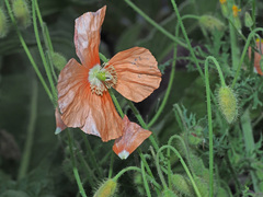 Papaver fugax