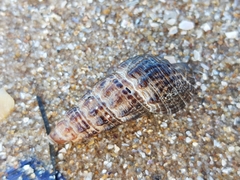 Batillaria australis