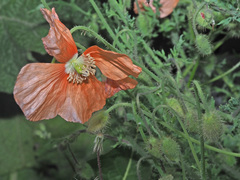 Papaver fugax